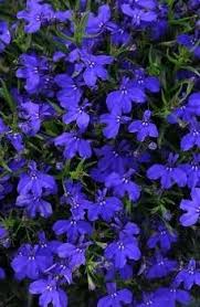 Image result for Lobelia thermalis