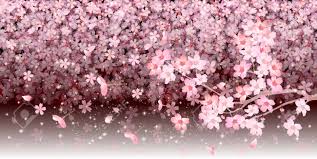 Select from premium cherry blossom background of the highest quality. Spring Cherry Blossom Background Royalty Free Cliparts Vectors And Stock Illustration Image 49511650