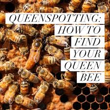 The band plays mostly blues & classic rock~it's suppose to be a nice day, so take the mini trip out to geneva and check out the. Queenspotting How To Find Your Queen Bee Beekeeping Like A Girl