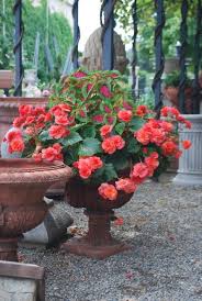 By growing in pots and containers around the garden you can easily add a dash of colour, while having the added benefit of being able to move them around if the need arises. Pin On Flower Container Ideas