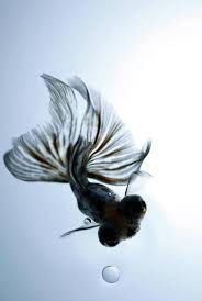 Maybe you would like to learn more about one of these? Pin By Lola O Shea On Beautiful Creatures Goldfish Goldfish Care Black Goldfish