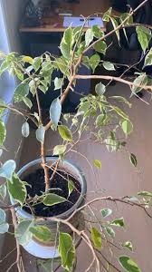 Image result for Ficus benjamina