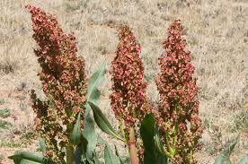 Image result for Rumex ruwenzoriensis