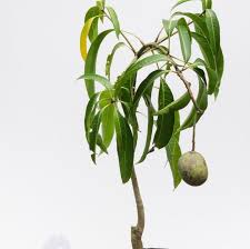 Mangoes can be grown from seeds, but it will take about six years to bear fruit. 10 Mango Tree Live Plants All Climate Bangalore Agrico