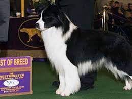 Slick Best Of Breed Westminster Westminster Dog Show Border Collie Collie