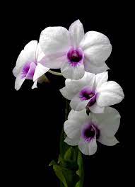 Dendrobium Bigibbum Var Compactum Rare Orchids Orchids Rare Flowers