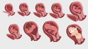 Namun, ada beberapa kasus ngidam aneh yang bikin suami pusing tujuh keliling, lho. Video Perkembangan Janin Dari Minggu Ke Minggu Bumil Perlu Tahu