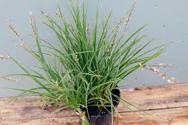 Image result for Chlorophytum stolzii