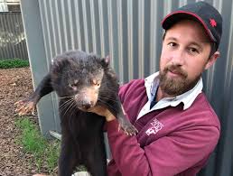 The tasmanian devil is found on the island of tasmania in australia — an area of about 35,042 square miles (90,758 square kilometers). Tasmanian Devils How Much Do You Know Take Our Quiz