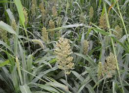 Image result for Sorghum