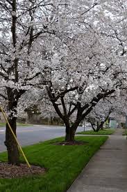 Maybe you would like to learn more about one of these? Nashville S Prettiest Streets To See Cherry Blossoms