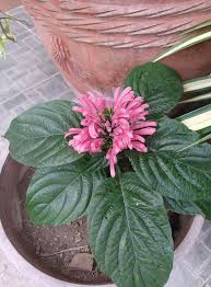 Image result for Justicia carnea