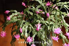 To have your christmas cactus bloom exactly at christmas time, you will probably need to force it by. How To Care For Christmas Cactus Year Round Eod