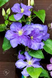 Blooms late spring and again in early summer. Clematis General Sikorski Stock Photo Picture And Royalty Free Image Image 21941830