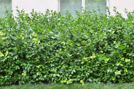 Image result for Euonymus fortunei