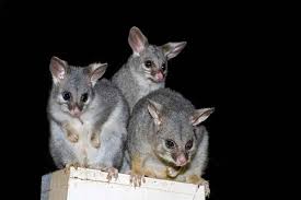 Diy Stink Bomb To Deter Possums Possum Stink Bomb Funny Animals