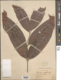 Image result for Aporrhiza