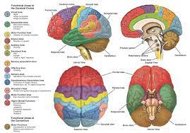 Neuroanatomy Parts Of The Brain Brain Map Cerebral Cortex Brain Mapping Brain Anatomy And Function