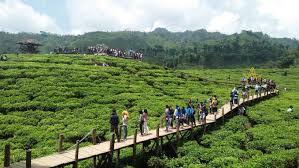 Tersedia kolam untuk dewasa dengan ukuran 50×20 m berstandar internasional. Menilik Kebun Teh Peninggalan Kolonial Di Wisata Gunung Gambir Sering Jalan