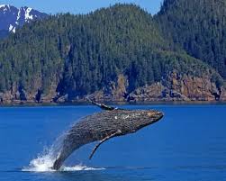 Killer whale jumping out of the water, doing a back flip. Whale Jumping Out Of Water Paint By Numbers Numpaint Paint By Numbers