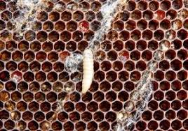 Wachsmotte Bekampfen Und Verkaufen Bienen Motte Imkerei