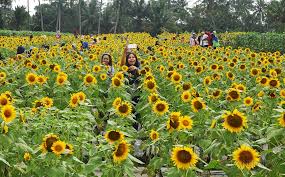 Dia kerap berbagi status keren dan kekinian pada penggemar. Asyiknya Berswafoto Di Antara 8 000 Pohon Bunga Matahari Di Taman Dewari 0 Foto Okezone Lifestyle