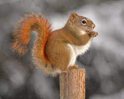 Pin By Wendy Nixon On Squirrels And Mouses American Red Squirrel Red Squirrel Squirrel