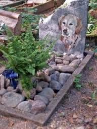 Puis Je Enterrer Mon Animal Dans Mon Jardin Ou Association Animale Ma Vie De Galgo
