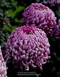 Pin On Chrysanthemums