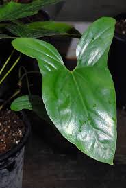 Image result for Cercestis congensis