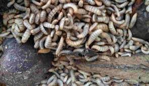 Powerful i plattform application from bsf indonesia colony. Terkini Budidaya Maggot Bsf Pdf