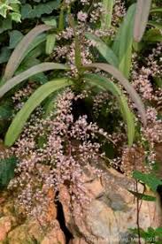 Image result for Brachycorythis velutina