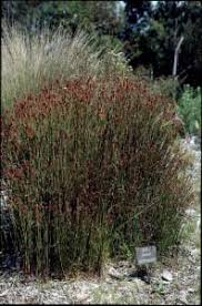 Image result for Restionaceae