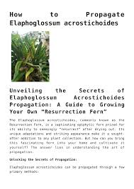 Image result for Elaphoglossum acrostichoides