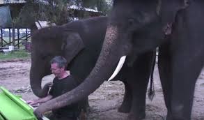 Elephant decides to give piano playing a try while listening to man play