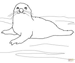 Our printable sheets for coloring in are ideal to brighten your family's day. Free Printable Coloring Pages For Kids Seal Tedy Printable Activities
