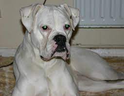 Why Do White Boxers Still Exist Natural History