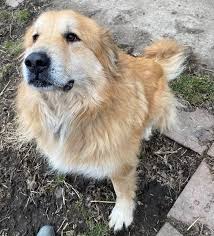 Find a pup and fall in love. Dog For Adoption Cecil Golden Pyr Special Needs A Great Pyrenees Golden Retriever Mix In Indianapolis In Petfinder