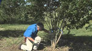 Since crape myrtles love slightly acidic soil, be sure to keep the soil level between 5.5 to 7.5 ph. Pruning Crape Myrtle Youtube