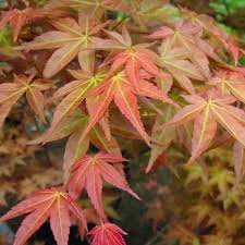 Even new growth is a striking crimson colour! Acer Palmatum Shindeshojo