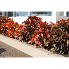 Image result for Acalypha manniana