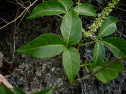 Image result for Allophylus