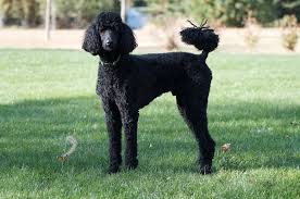 black poodle
