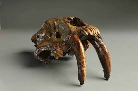 Saber tooth cats were no exception. Curiouser And Curiouser