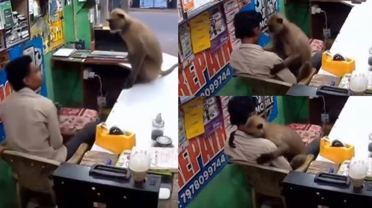 Video Viral: ఒడిశాలో అరుదైన దృశ్యం.. షాపు ఓనర్‌ను హత్తుకున్న కొండ ముచ్చు.. వీడియో.. Monkey walks into shop and hugs owner in odisha video viral