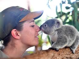 ADORABLE PHOTOS: Billabong Sanctuary's newest koalas
