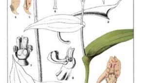 Image result for Brownleea