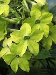 The clear, lime green color is a unique addition to the garden, and it wonderfully contrasts with other plants with different colored blooms. Nicotiana Alata Lime Green Buy Online At Annie S Annuals