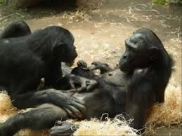 Bonobos are one of the many primates on the endangered species list. Funny Van Dannen Bonobo 0001 Wmv Youtube