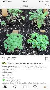 Pin By سوس On نباتات Plants Garden Home And Garden